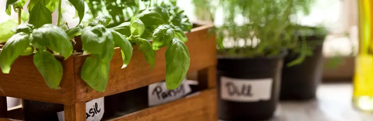 Zielona bazylia w drewnianej skrzynce, obok doniczki z koperkiem. Wskazówki, jak dbać o bazylię, są kluczowe dla jej wzrostu.