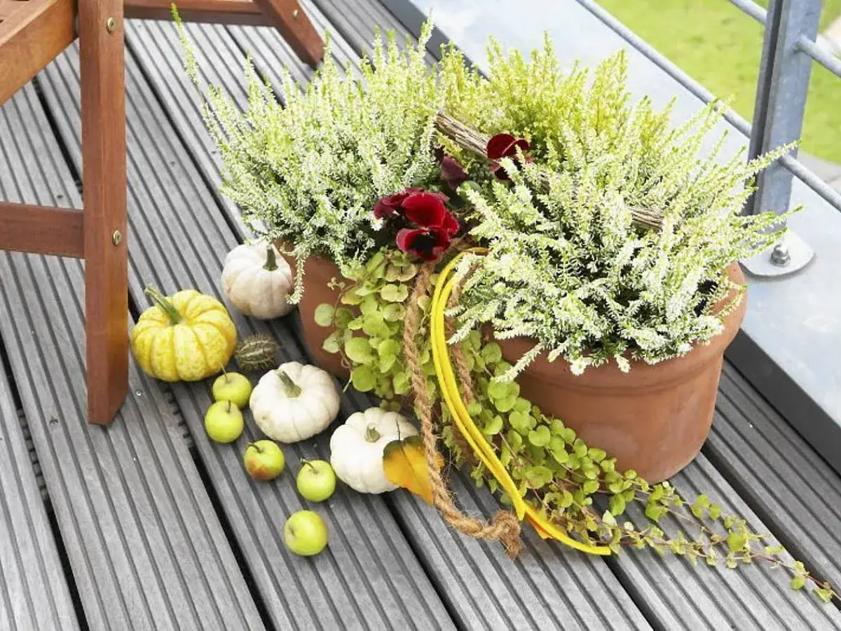 Jesienne dekoracje na tarasie: białe wrzosy w donicy, dynie, jabłka i ozdobne owoce. Idealny nastr&oacute;j, kiedy kupujemy wrzosy.