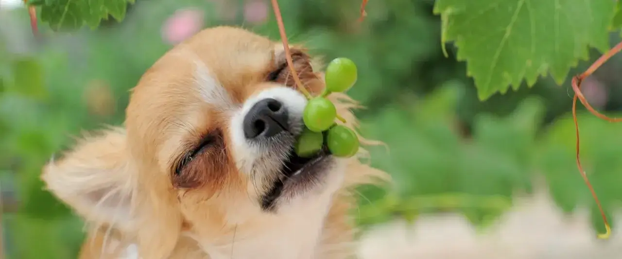 Chihuahua z winogronami w pyszczku. Czy pies może jeść winogrona? To pytanie zadaje sobie wielu właścicieli czworonog&oacute;w.