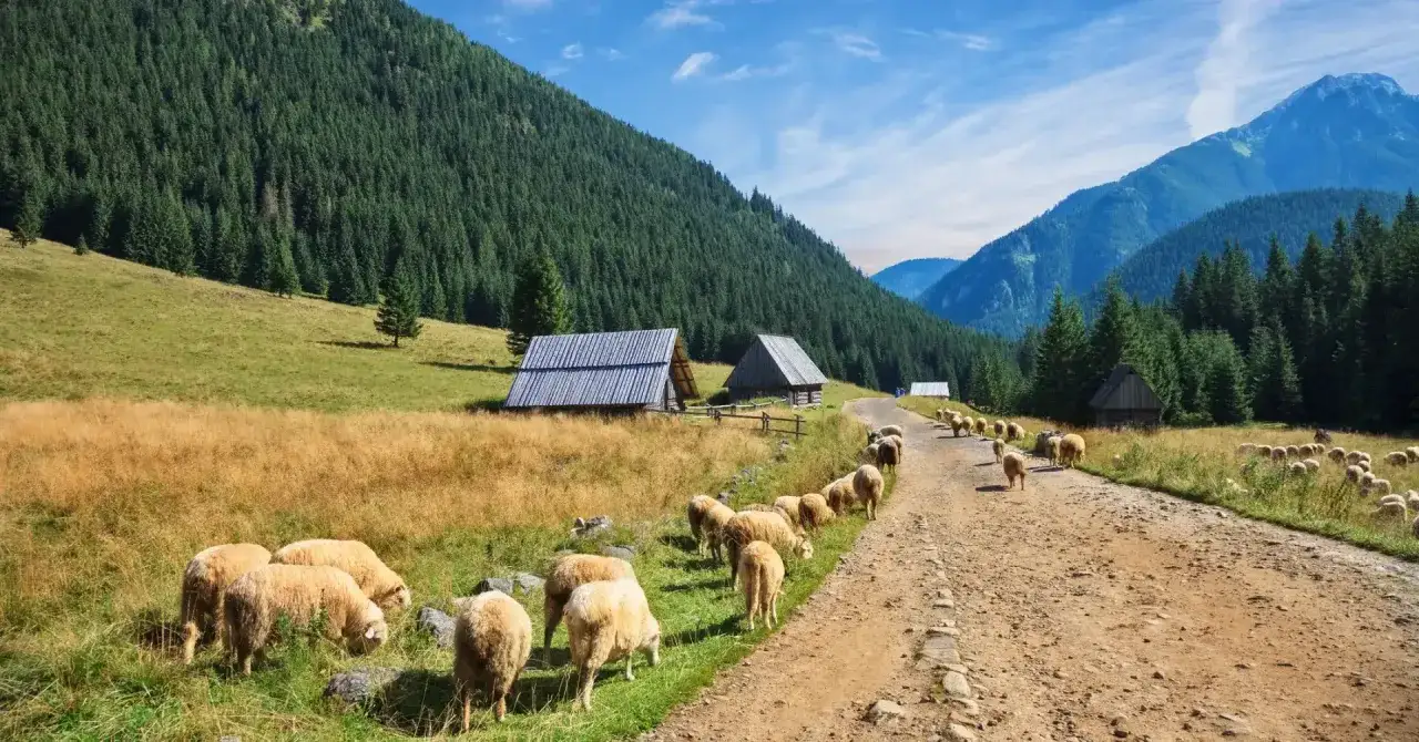 Stado owiec wędruje drogą obok tradycyjnych szałas&oacute;w w Dolinie Chochołowskiej.