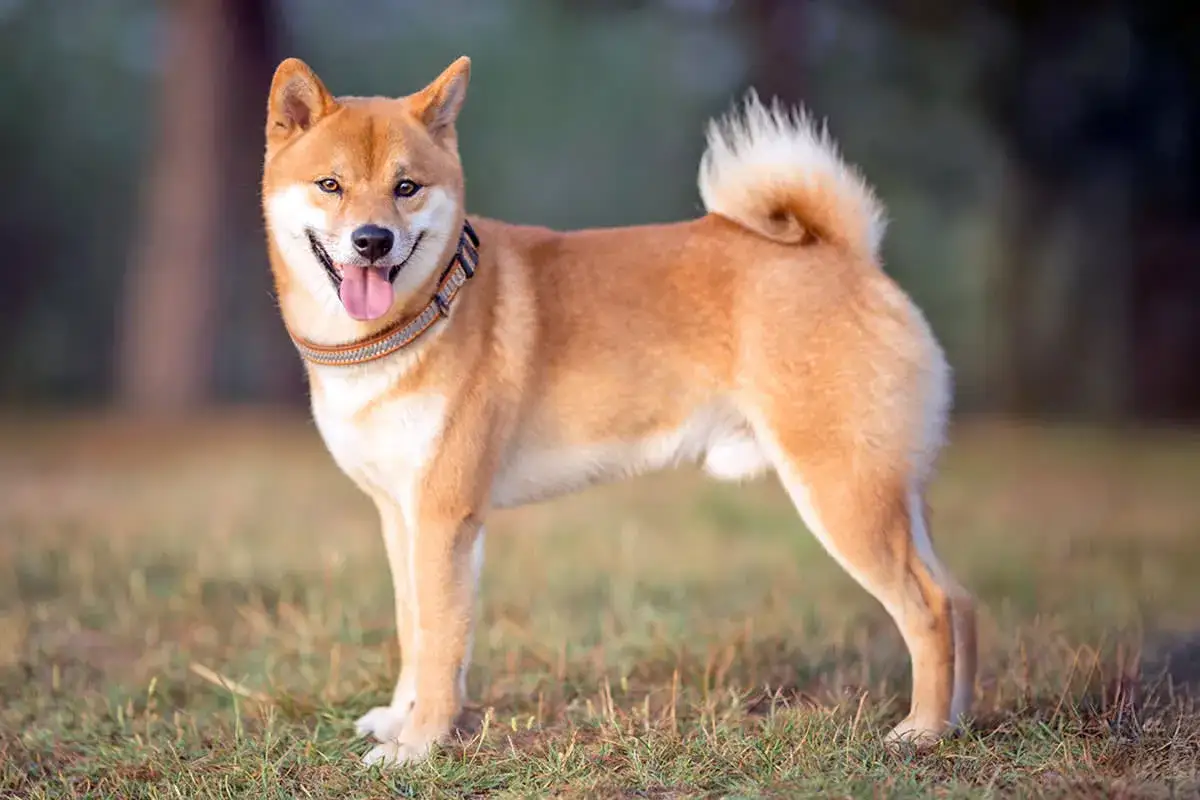 Uśmiechnięty shiba inu z podwiniętym ogonem stoi na trawie.