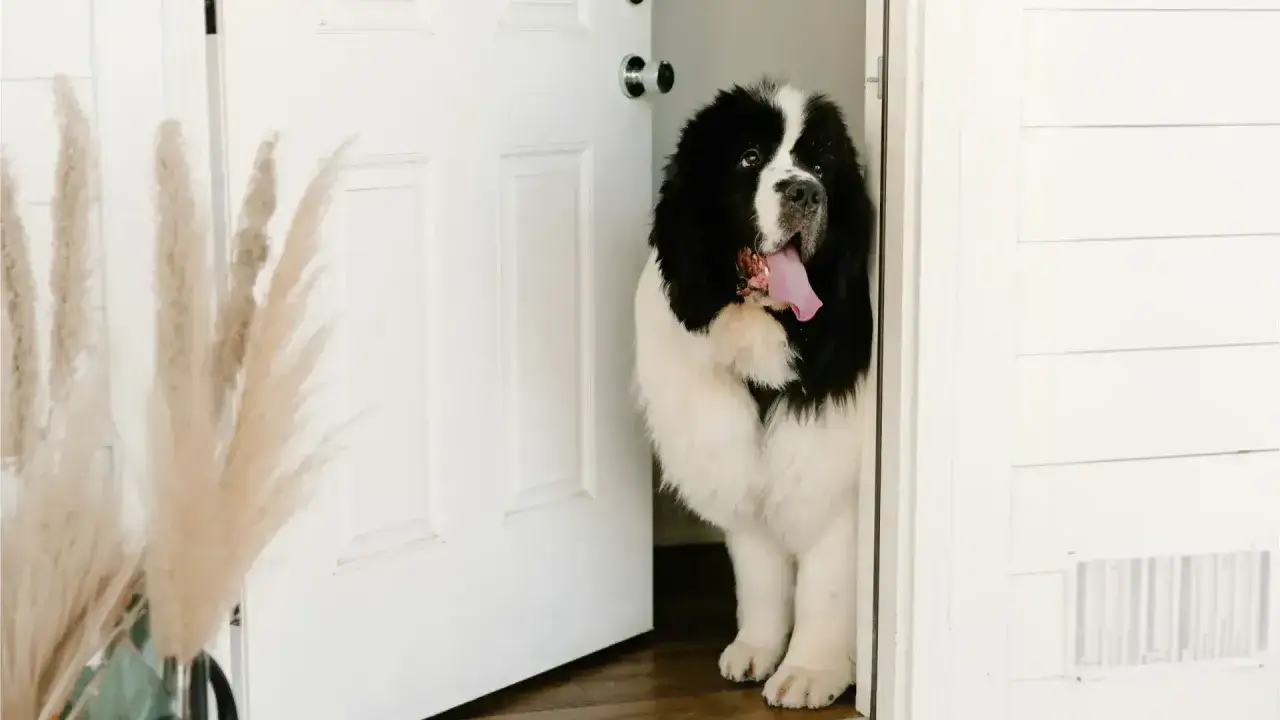 Duży, czarno-biały pies z językiem na wierzchu wygląda zza uchylonych drzwi. To idealny moment, by dowiedzieć się, jak wytresować dorosłego psa.