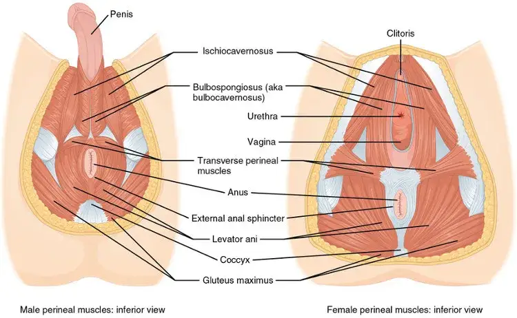 anatomia mięśni dna miednicy
