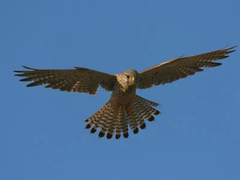 Fauna Appennini Italia