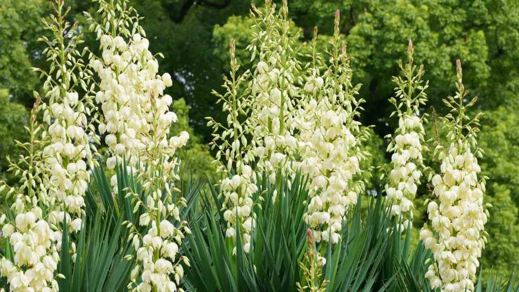 kwitnąca juka ogrodowa pęd kwiatostanowy