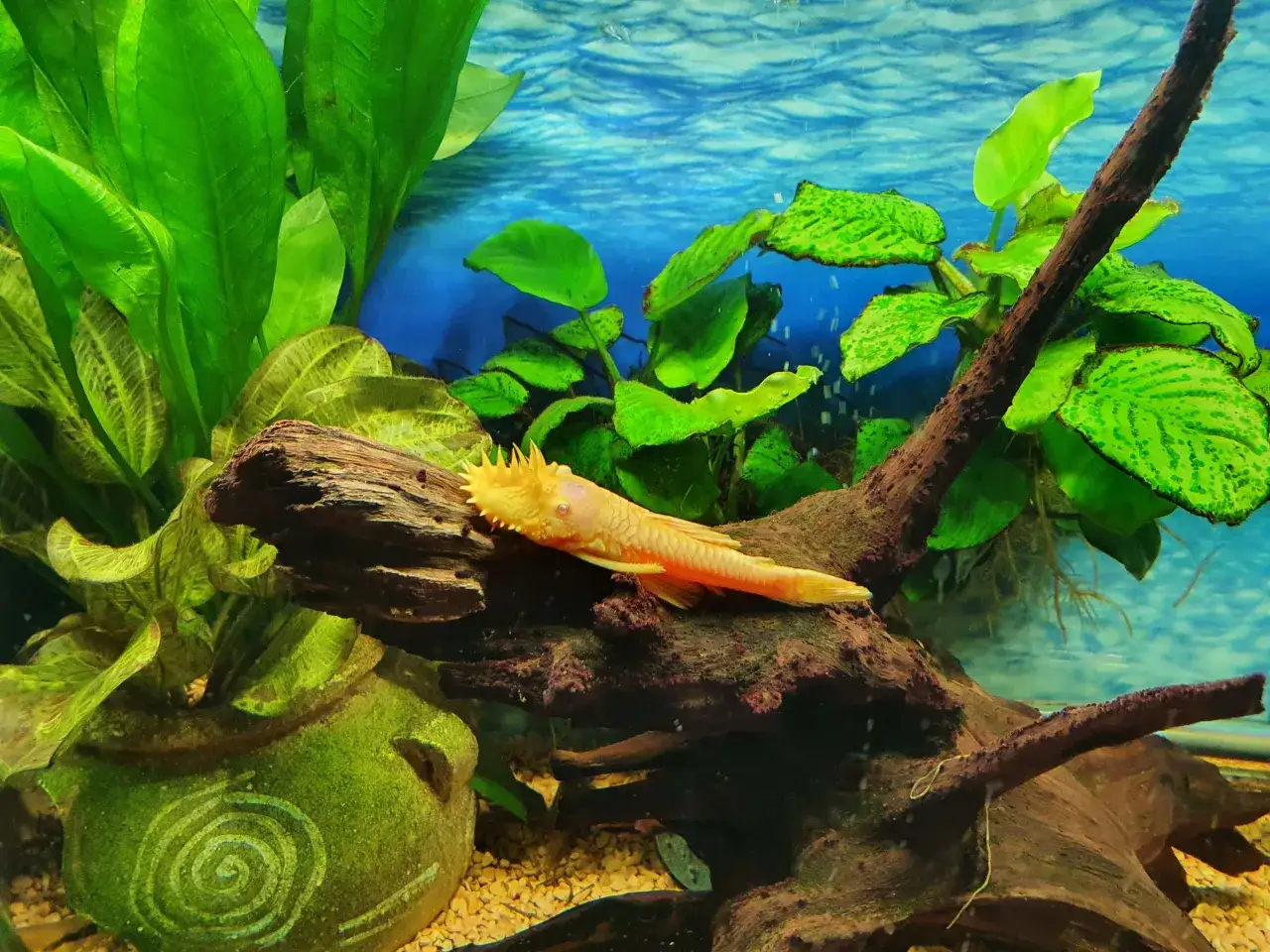 Zdjęcie Jak rozmnożyć glonojady zbrojniki - sprawdzone metody i porady