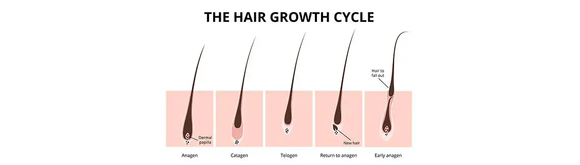 Fazy wzrostu włosa schemat