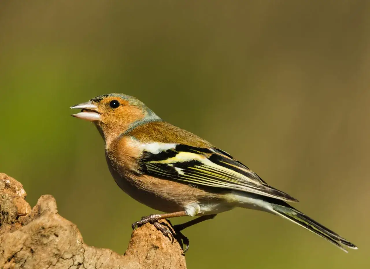 Zięba samiec w szacie godowej