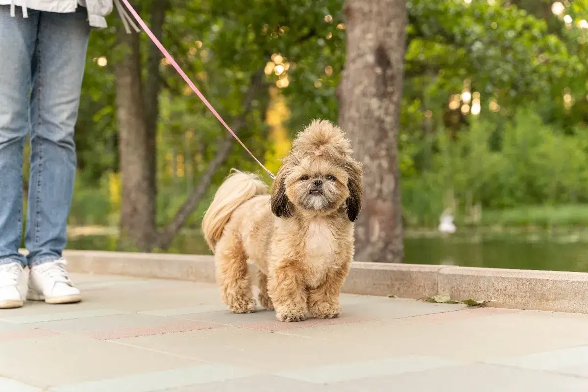 Uroczy shih tzu na spacerze. Zastanawiasz się, ile powinien trwać spacer z psem? Ten maluch wygląda na zadowolonego!