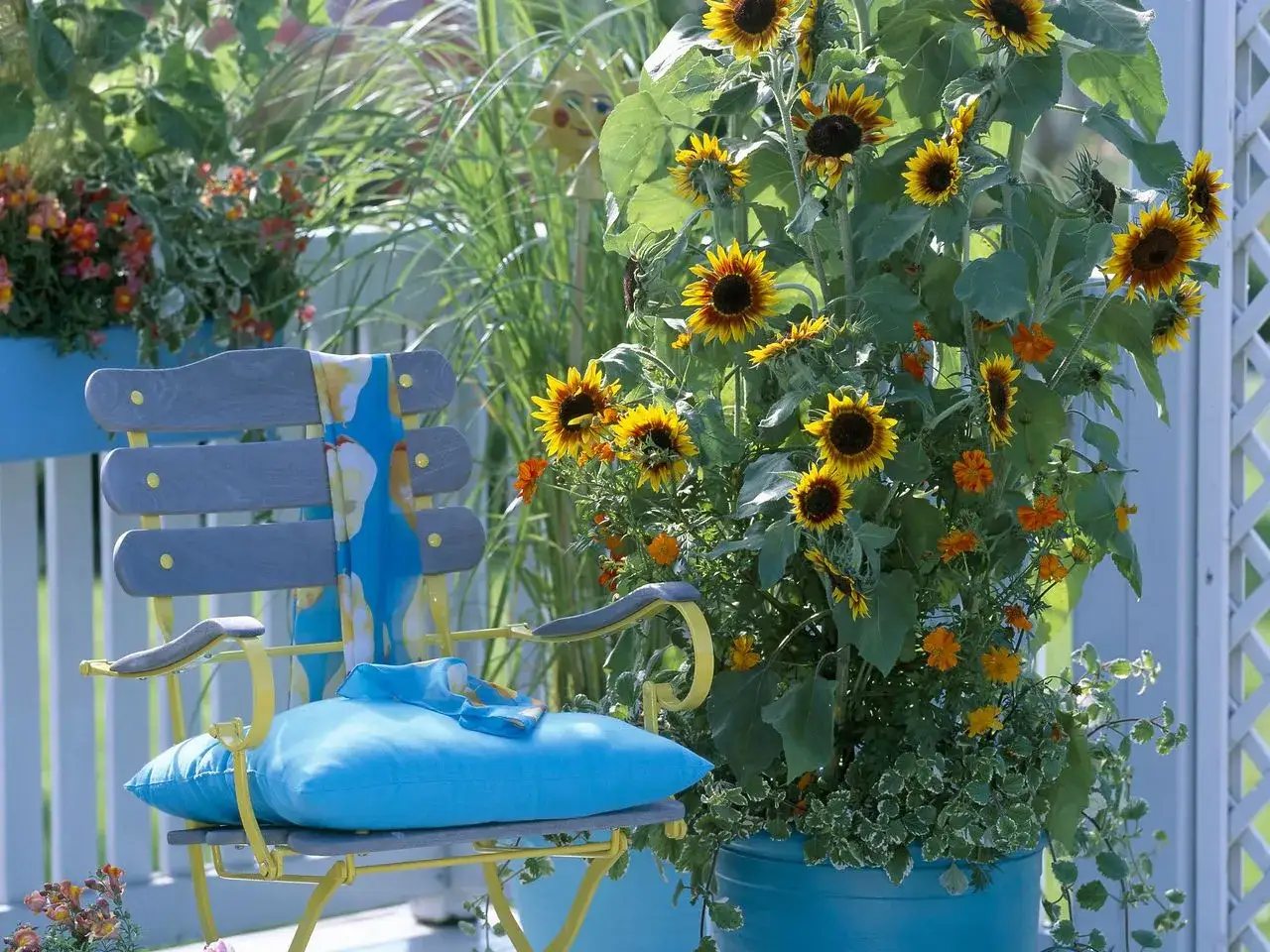 Zdjęcie Gdzie kupić słonecznik w doniczce? Sprawdź najlepsze miejsca!