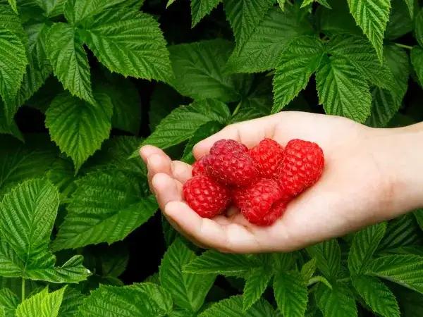 Zdjęcie Jak uprawiać maliny w ogrodzie - uniknij najczęstszych błędów