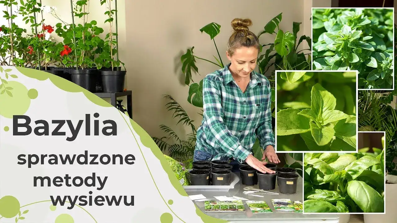 Zdjęcie Jak posadzić bazylię w doniczce, by uniknąć najczęstszych błędów