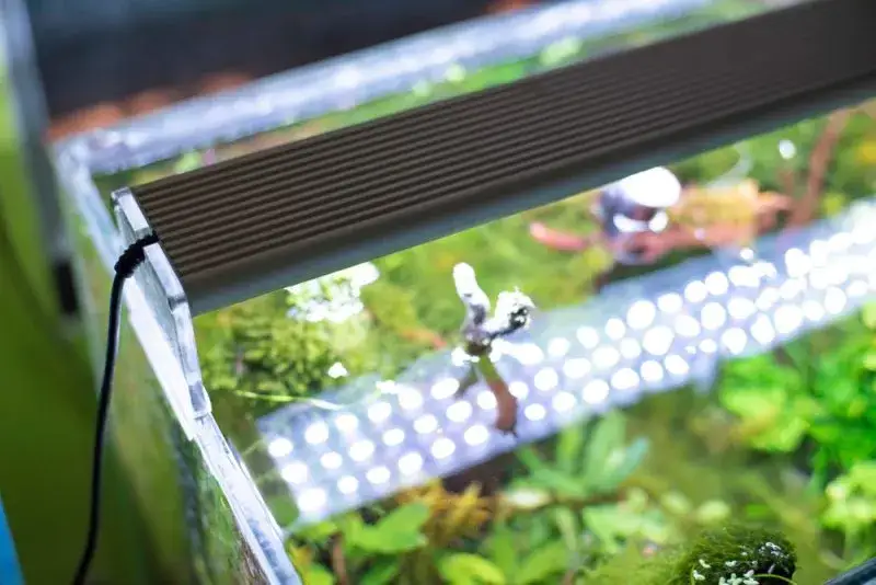 Zdjęcie Ciepłe czy zimne światło do akwarium - wybierz najlepsze