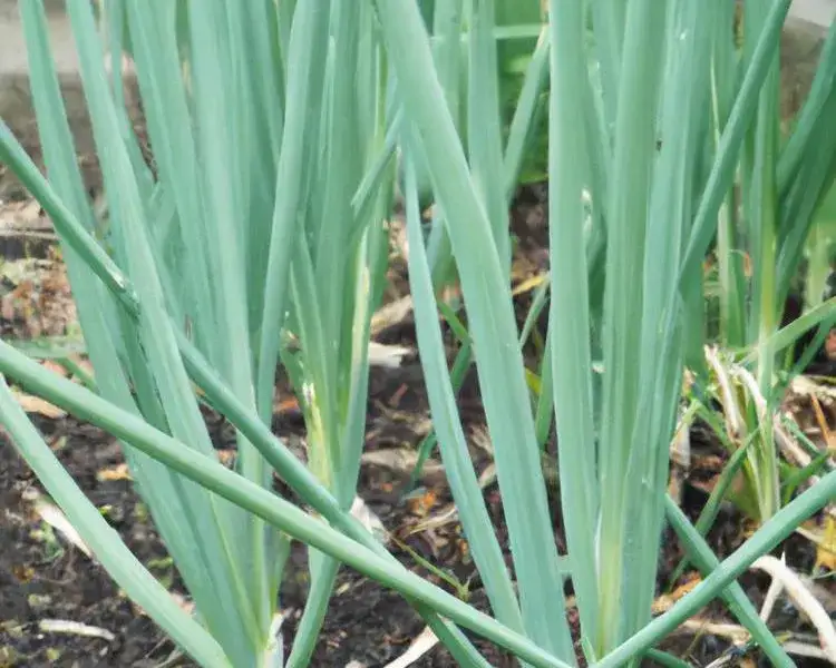 Zdjęcie Kiedy sadzić por do gruntu? Poznaj najlepszy termin i warunki