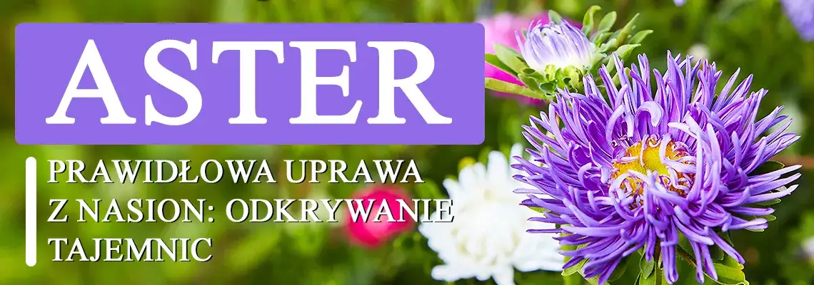 Zdjęcie Jak siać astry do gruntu - uniknij najczęstszych błędów w siewie