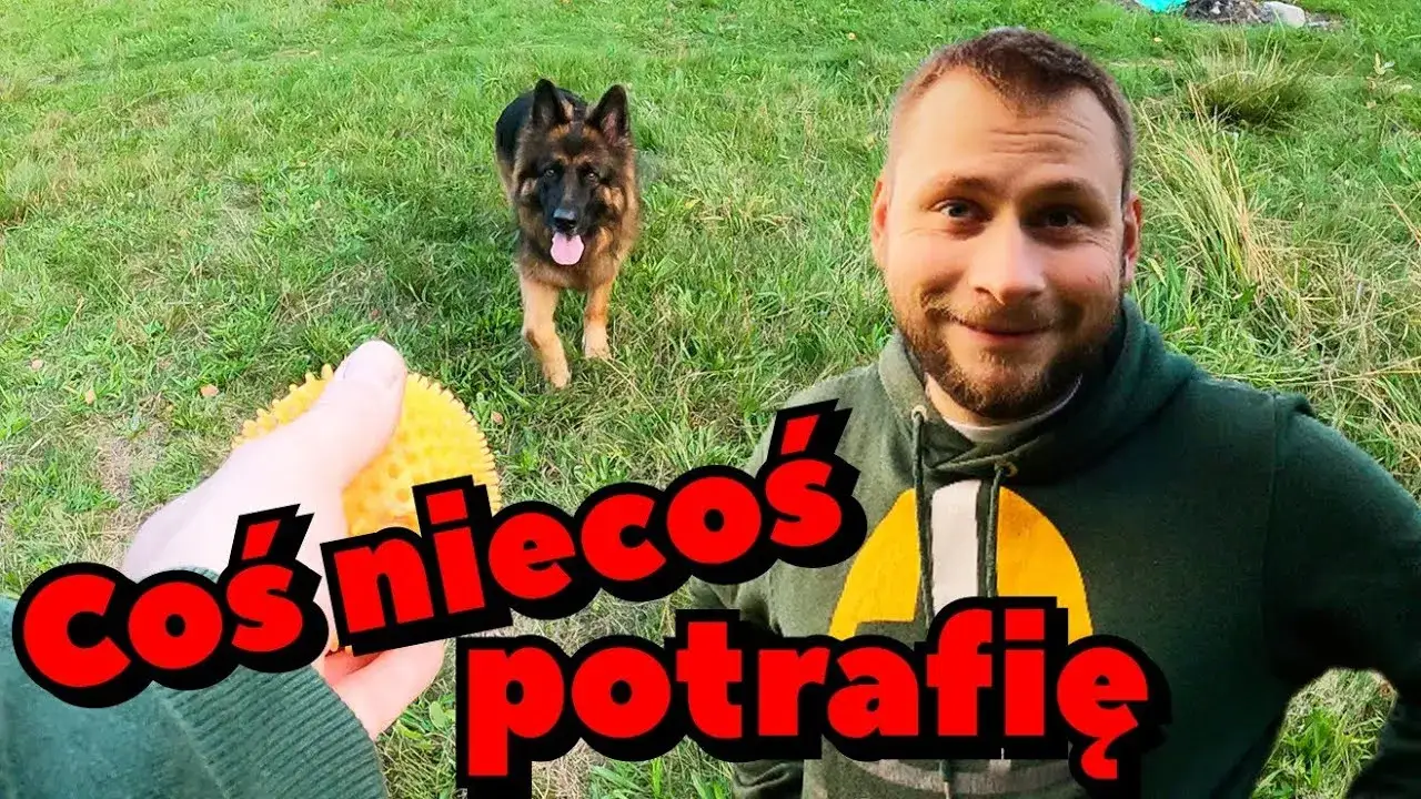 Zdjęcie Skuteczne metody jak wytresować owczarka niemieckiego od szczeniaka