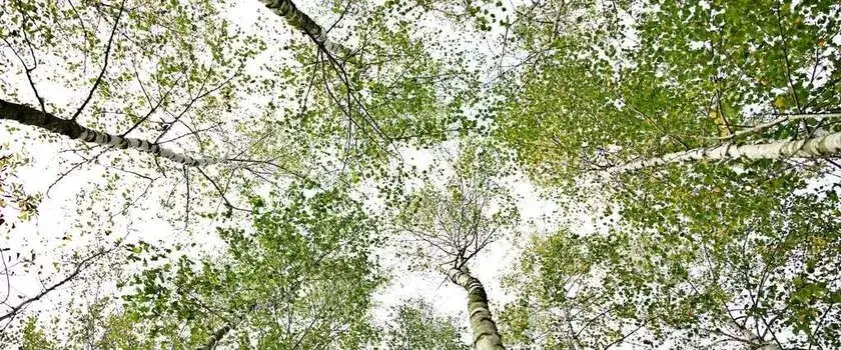 Zdjęcie Czy woda z brzozy uczula? Sprawdź, czy to może być niebezpieczne