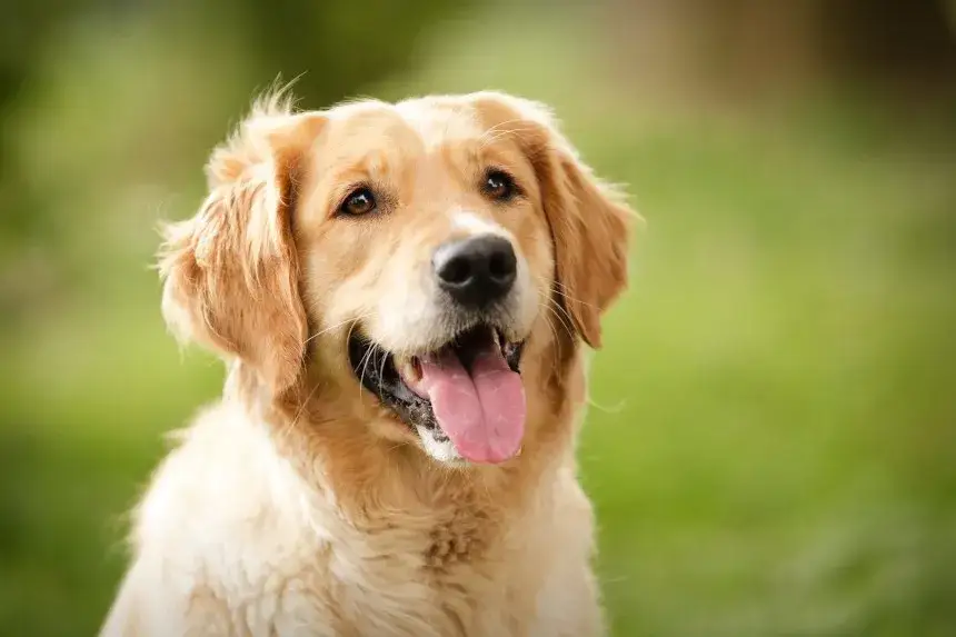 Zdjęcie Golden retriever: jak wygląda? Sprawdź cechy i wzorzec rasy