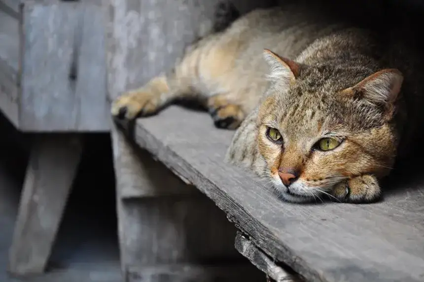 Zdjęcie Zespół stresu pourazowego u kota: objawy, przyczyny i leczenie