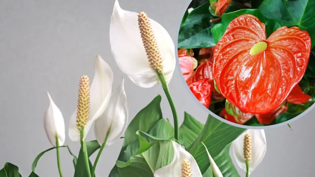 Białe i czerwone anturium, jak wygląda ta roślina.