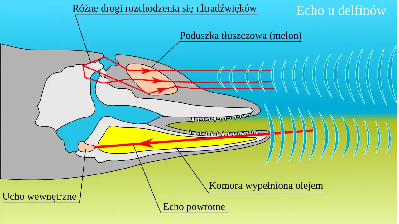 Schematyczny przekrój głowy delfina pokazujący, co to jest echolokacja: ultradźwięki emitowane przez poduszkę tłuszczową (melon) odbijają się od obiektów i wracają do ucha.