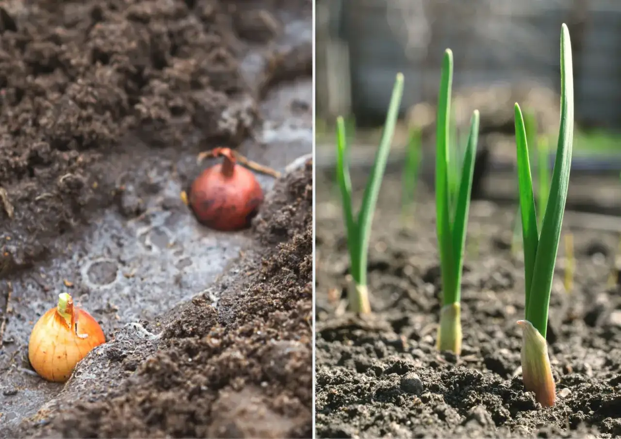 Przygotowanie gleby pod cebulę dymkę