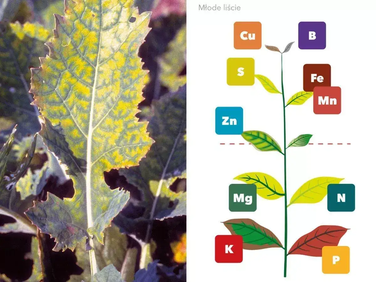niedobory składnik&oacute;w pokarmowych roślin grafika por&oacute;wnawcza