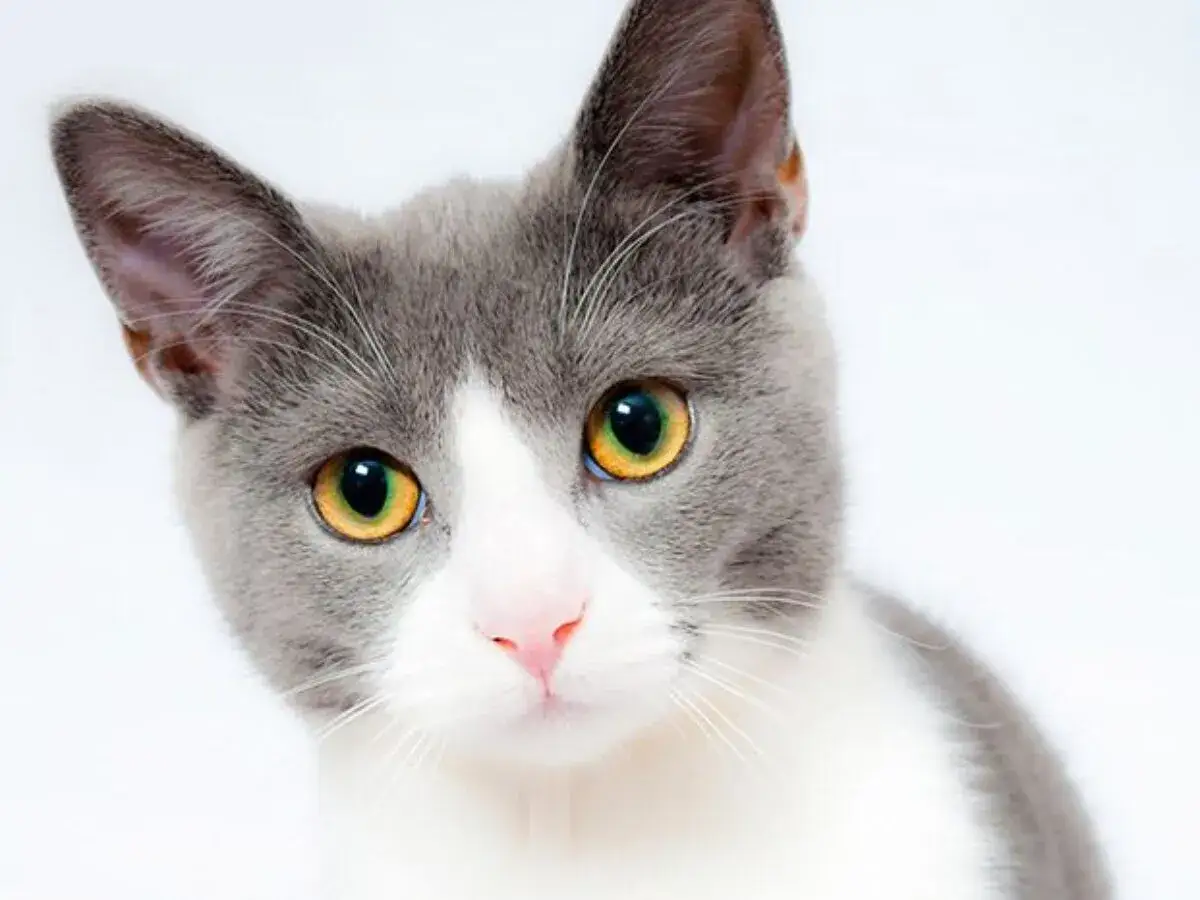 Szary kot z białymi znaczeniami i bursztynowymi oczami. Może to być kot, kt&oacute;ry przechodzi odczulanie na kota, by pokochać go bez alergii.