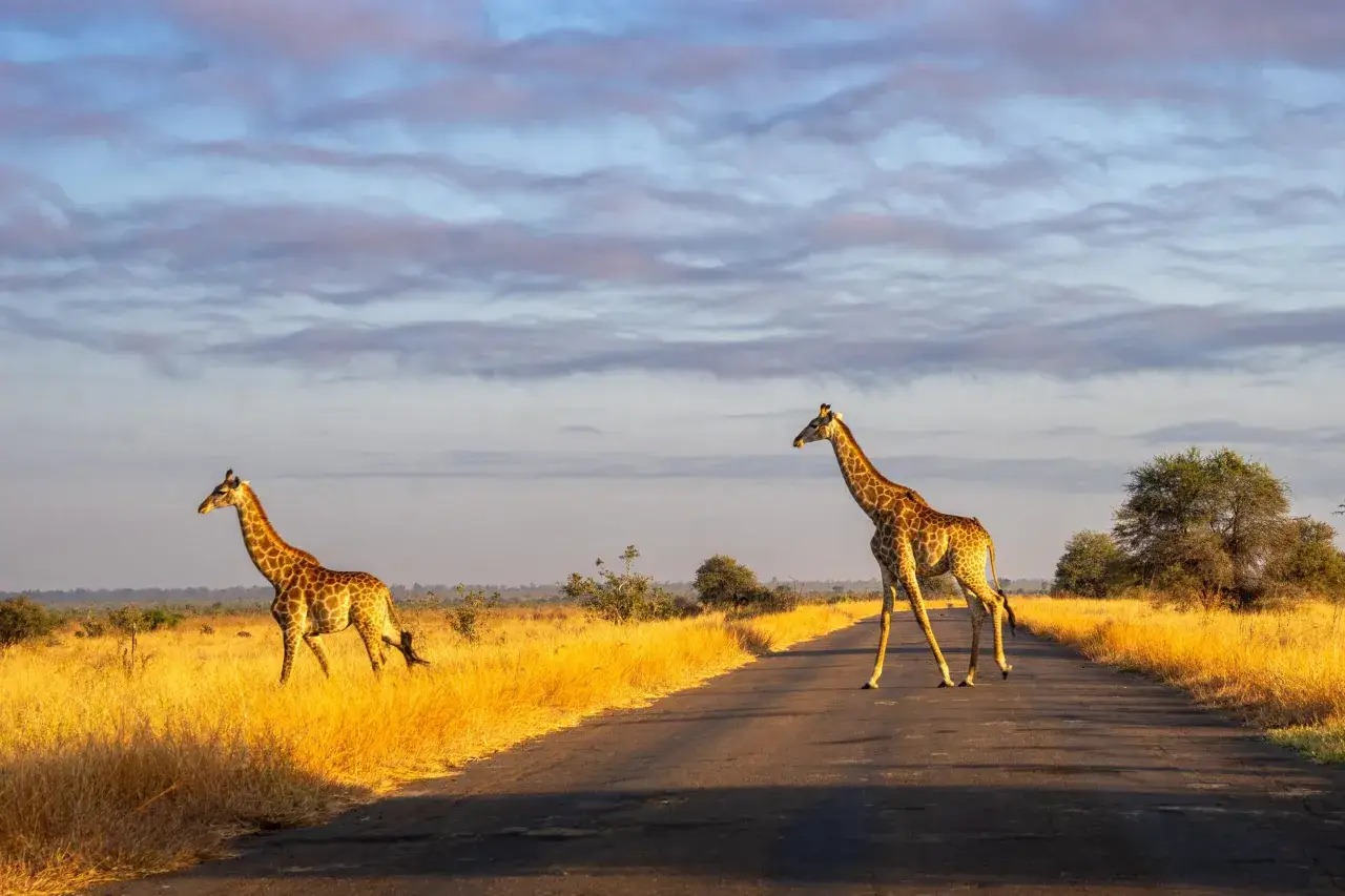 Dwie żyrafy na drodze w Parku Krugera. Warto sprawdzić park krugera ceny przed podr&oacute;żą.