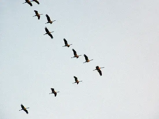 Październikowe odloty ptak&oacute;w, gęsi żurawie migracja