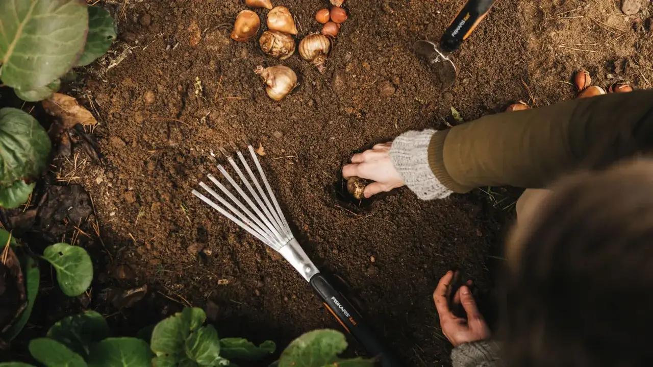 Sadzenie tulipan&oacute;w jesienią
