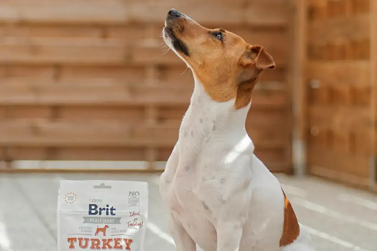 Pies czeka na smakołyk. Zastanawiasz się, ile kosztuje karma dla psa Brit Meaty Jerky Turkey?