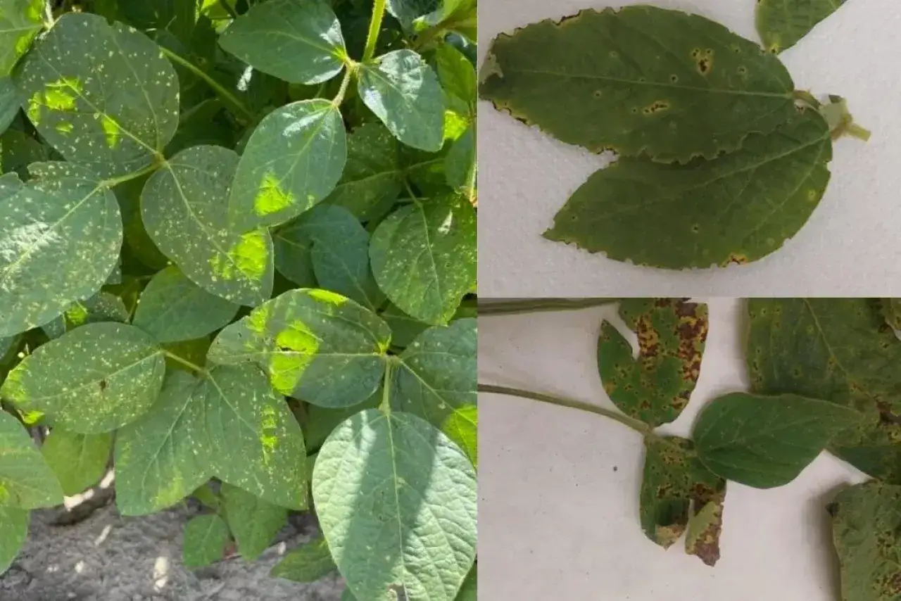 soja z niedoborem wody, soja z uszkodzeniami mrozowymi, soja z niedoborem składnik&oacute;w odżywczych