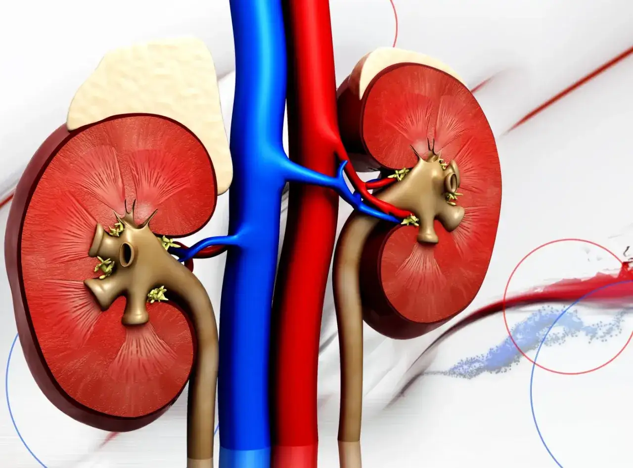 Anatomia nerek z widocznym przekrojem, tętnicą i żyłą. Obraz symbolizuje schyłkową niewydolność nerek.