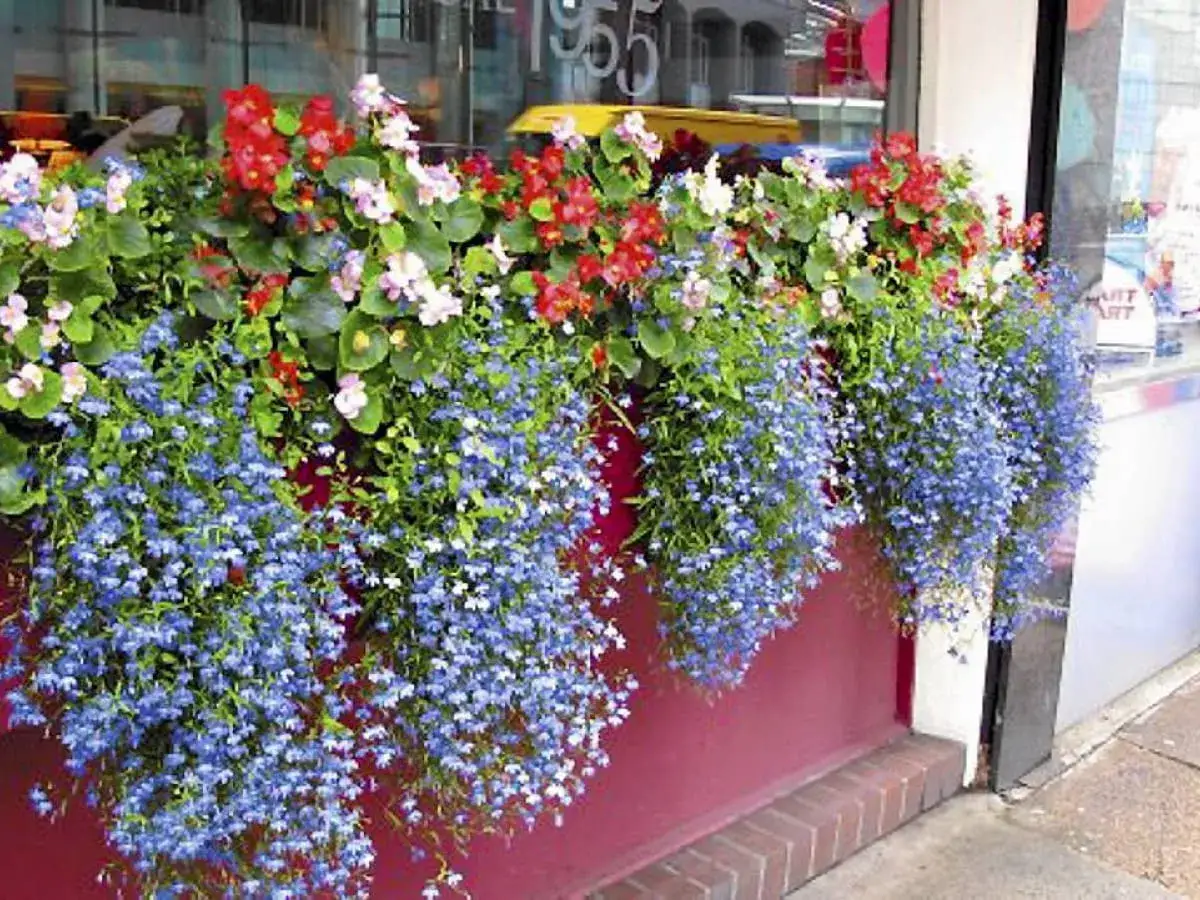 Piękne skrzynkach kompozycje kwiatowe na balkon: kaskady niebieskich lobelii i czerwonych begonii tworzą barwny dywan.