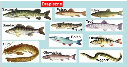 r&oacute;żne gatunki ryb drapieżnych Polska