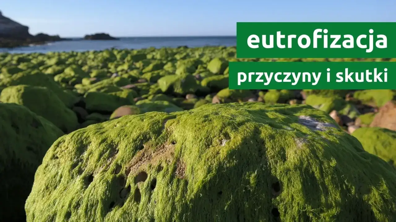 Zielone glony pokrywają kamienie na plaży, ilustrując problem eutrofizacji. Dowiedz się, czym jest eutrofizacja, jakie są jej przyczyny i skutki.