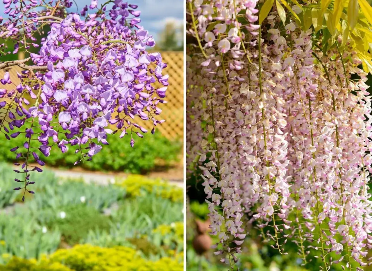 Fioletowa i różowa glicynia w pełni kwitnienia. Dowiedz się, kiedy przycinać glicynię, aby cieszyć się jej pięknem.