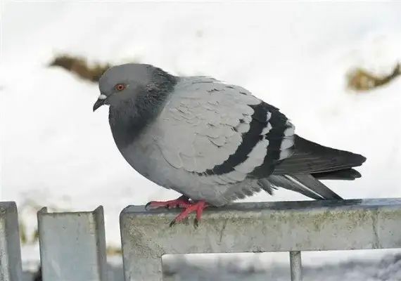 Gołąb miejski zimą