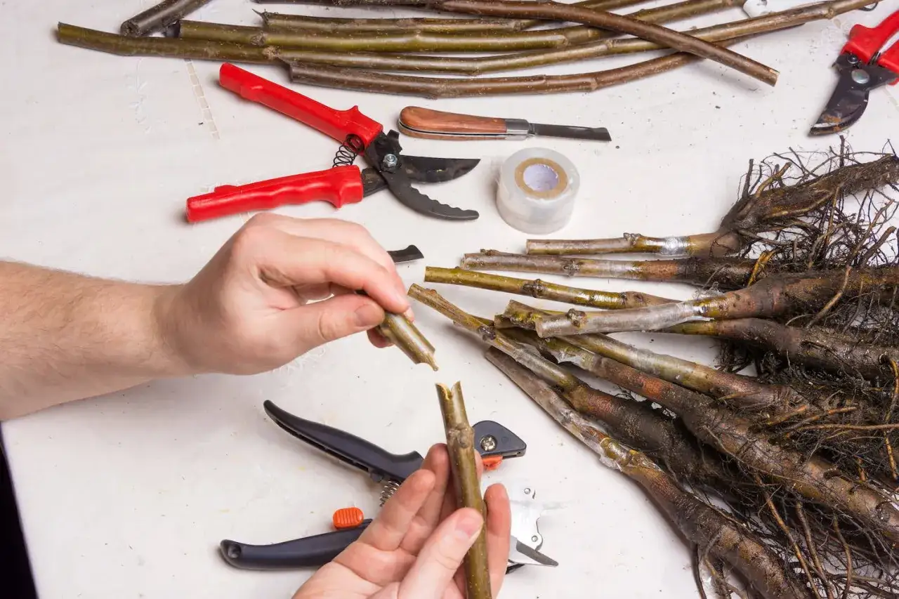 Przygotowanie do szczepienia drzewek, kiedy przycinamy czereśnie. Widoczne sekatory, nożyk, taśma i sadzonki.