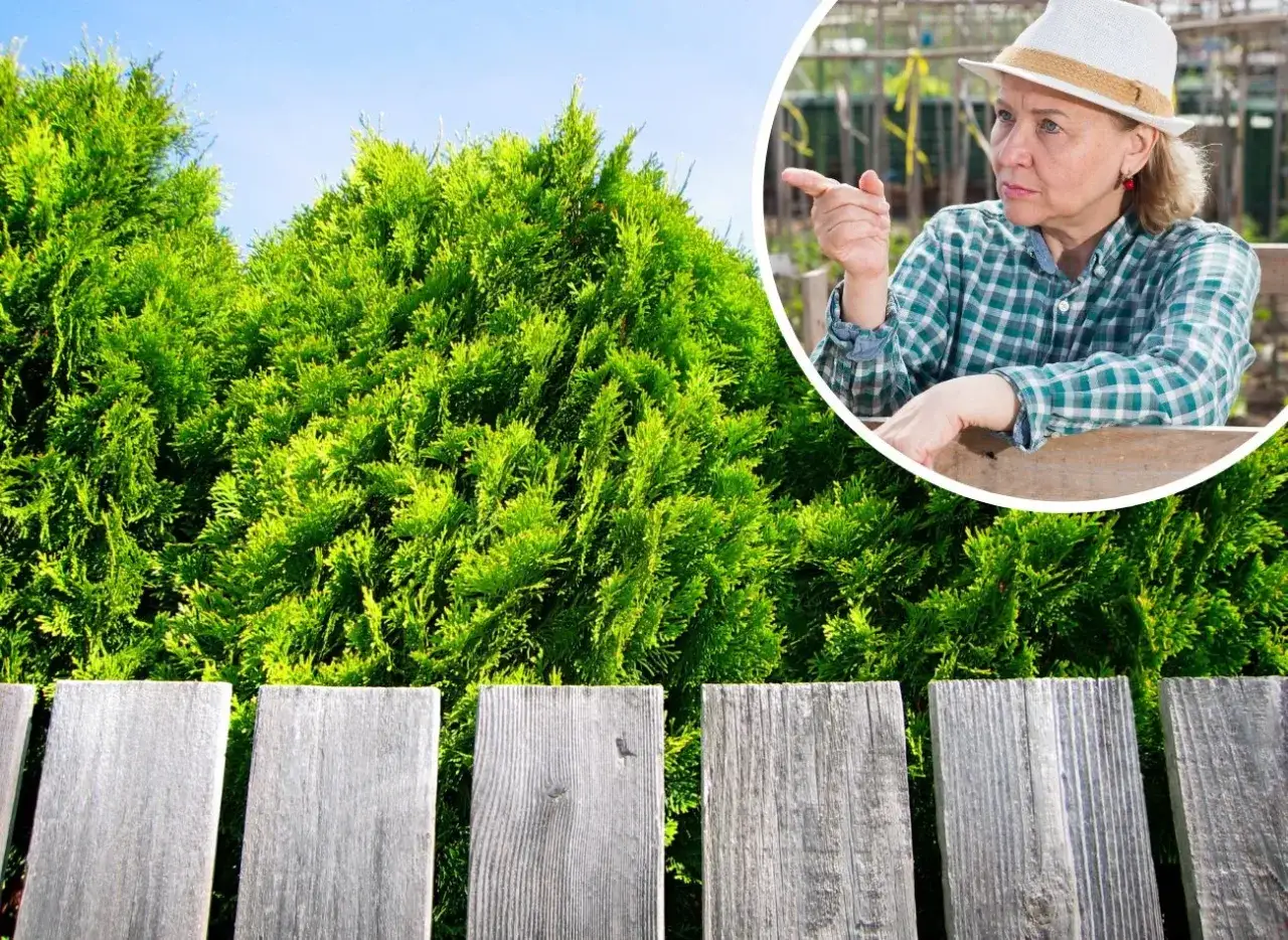 Kodeks cywilny a sadzenie roślin przy granicy