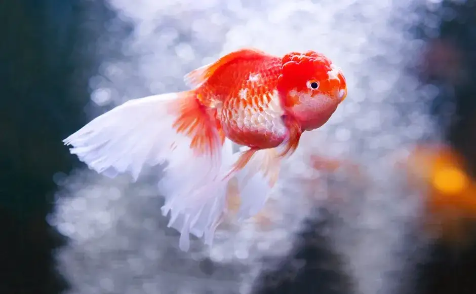 zbilansowana dieta złotej rybki pokarmy