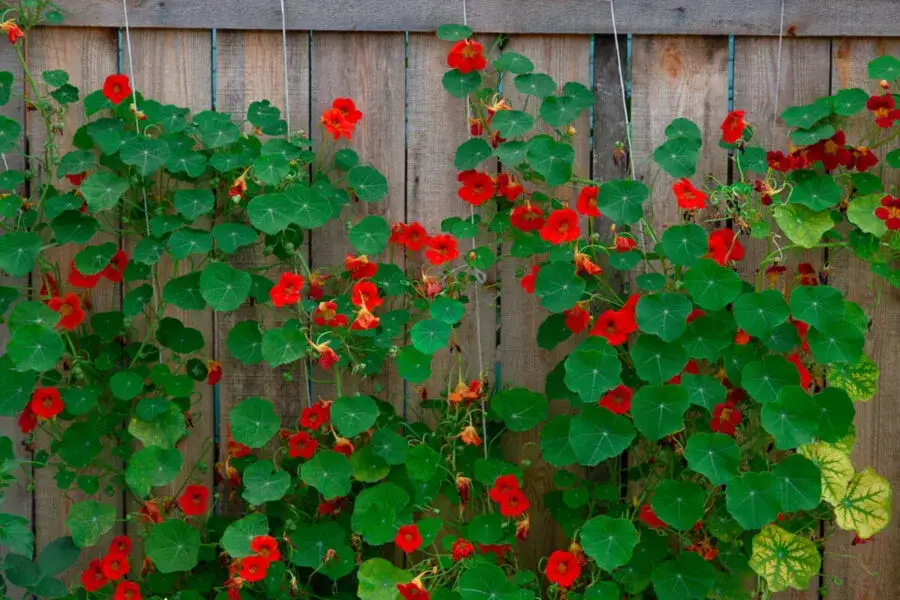 Zioła odstraszające szkodniki w ogrodzie