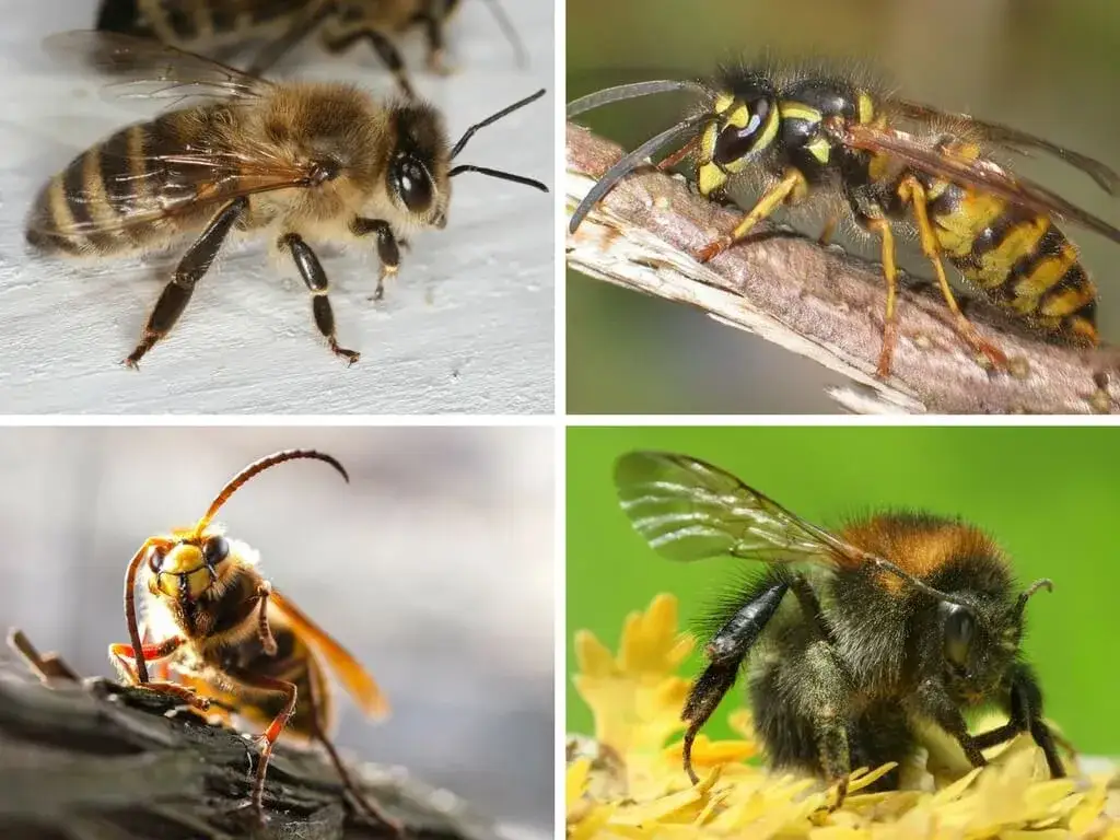osa szerszeń pszczoła różnice