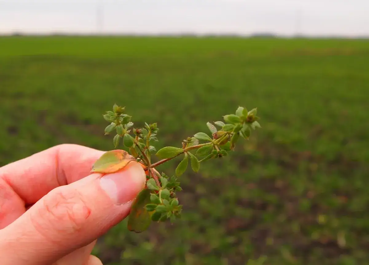 Przytulia czepna, chwast o potencjalnej szkodliwości dla upraw, trzymana w palcach na tle zielonego pola.