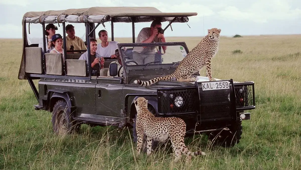 Safari w Kenii Masai Mara