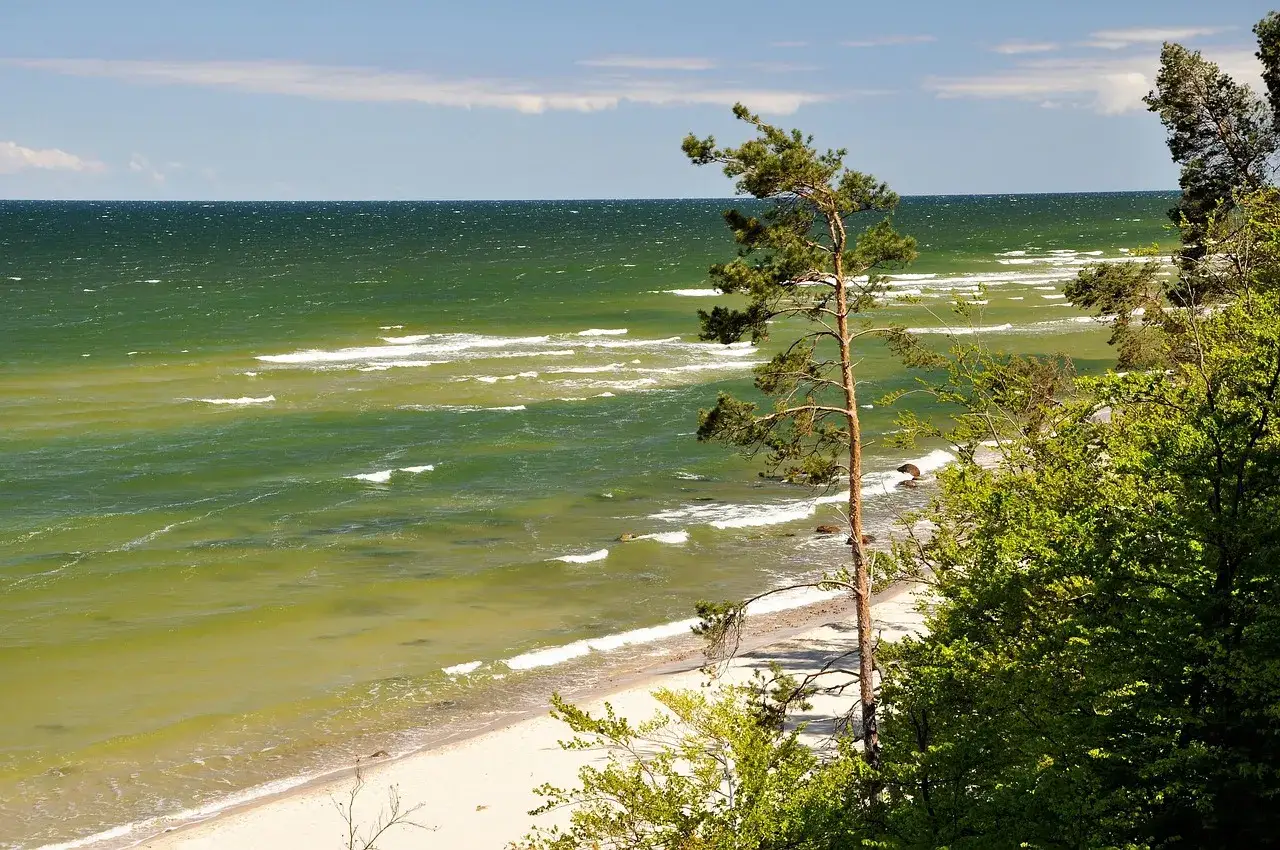 Wiatr faluje na zielonym morzu, tworząc białe grzywy. Na klifie rośnie sosna, a w oddali widać plażę. To jedno z 10 najciekawszych miejsc nad polskim morzem.