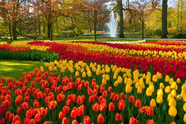 Keukenhof kalendarz kwitnienia różne kwiaty