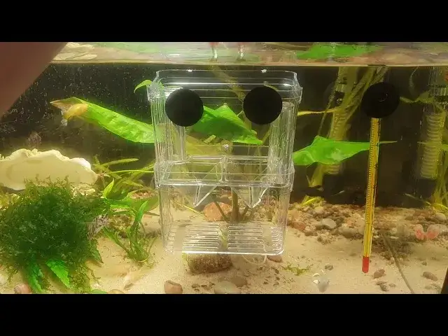 kotnik dla gupik&oacute;w z roślinami