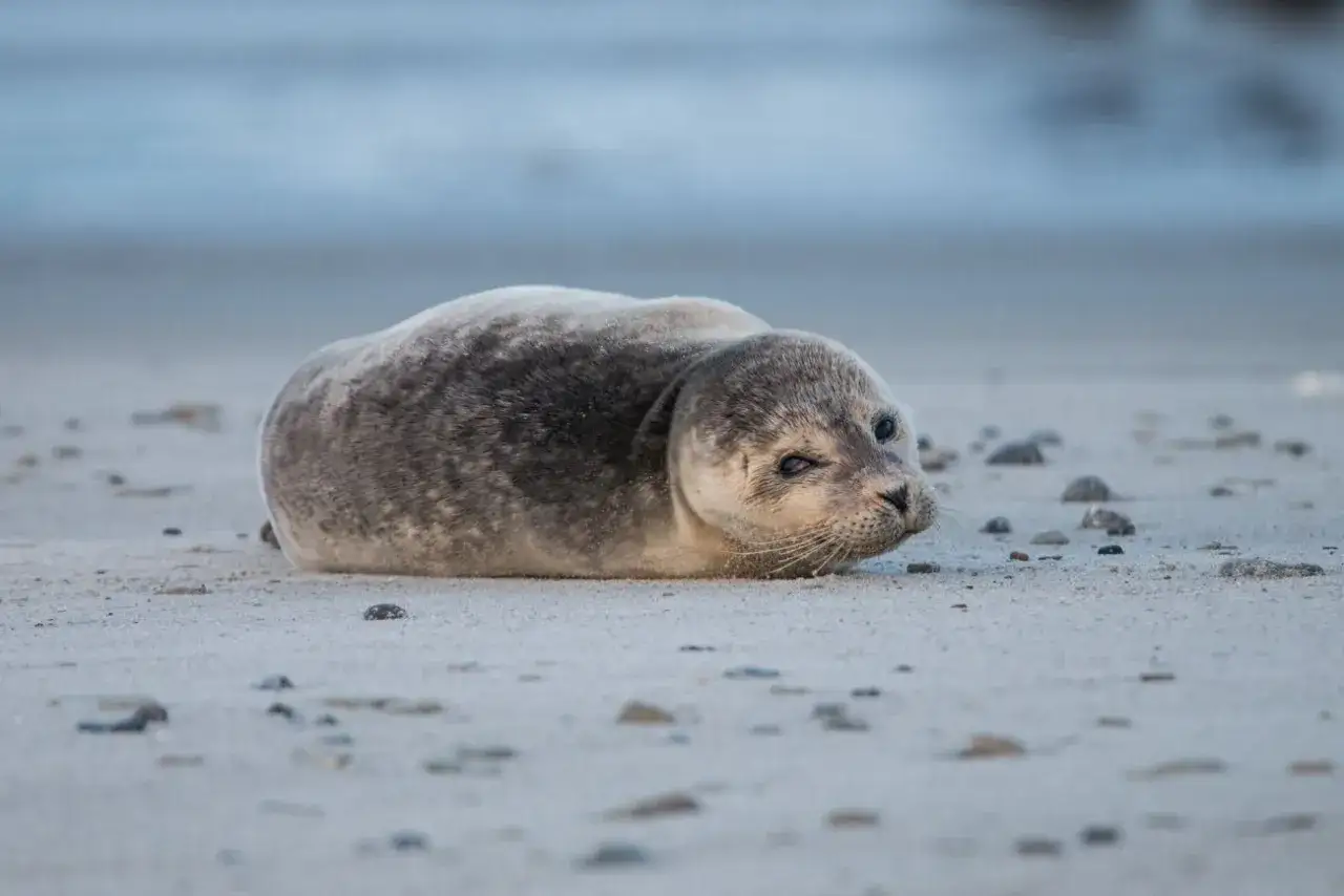 Młoda foka szara leży na piaszczystej plaży. Ciekawostki o fokach szarych: potrafią nurkować na głębokość 200 metrów!